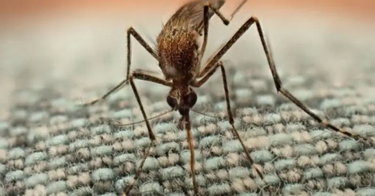 Mosquito numbers surge as experts warn of worse to come