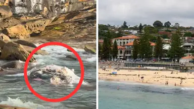 Maroubra and Coogee beaches closed after whale carcass washes up on the shore
