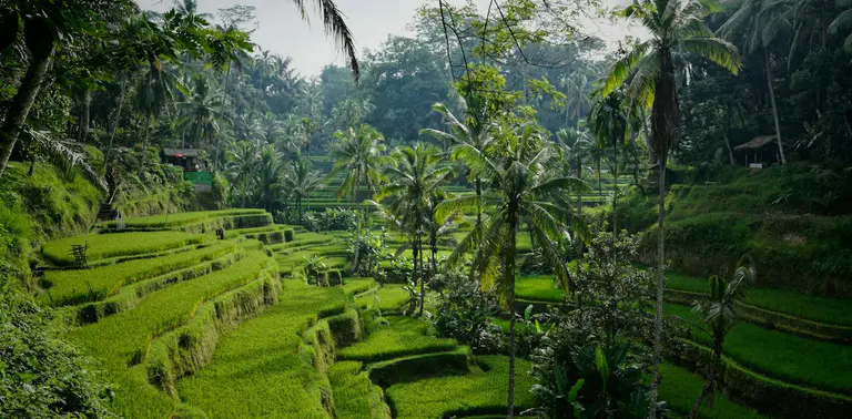 A dengue vaccine is now available for travellers. Here’s what you need to know
