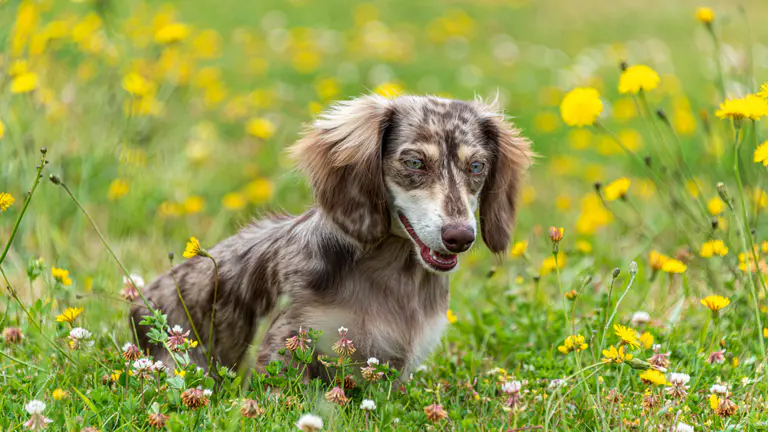 Why does my dog keep weeing in the same spot? Here’s how to save your lawn