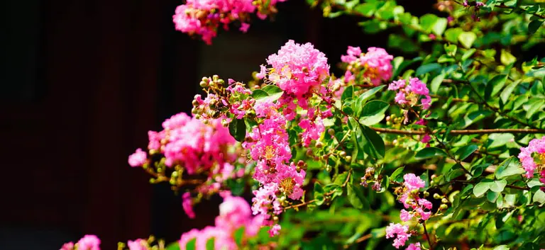 The mushy plants dividing Australians