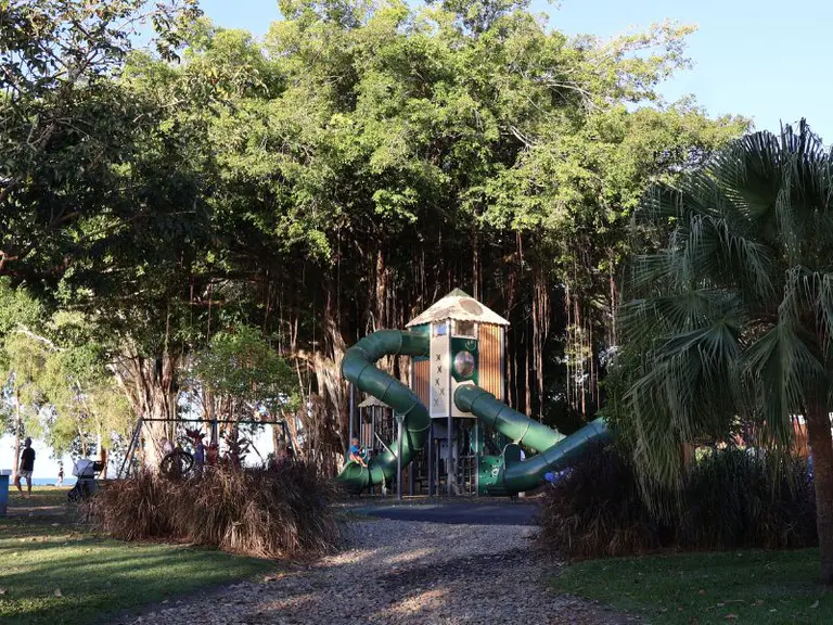 Fig tree removal at Rex Smeal Park