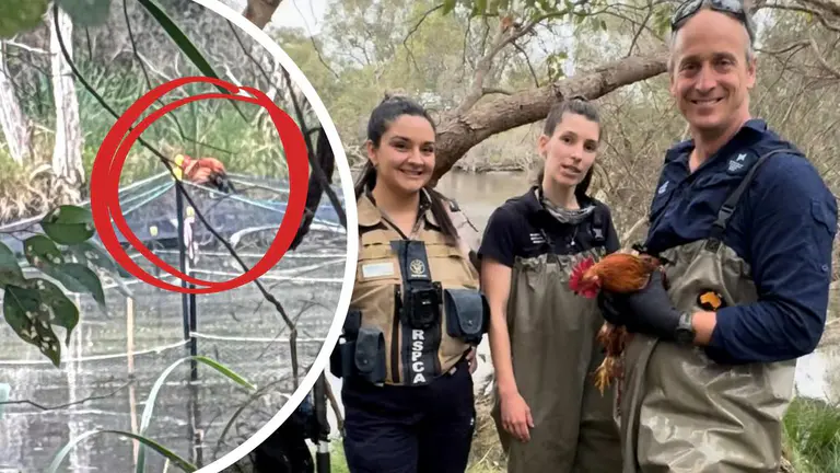 RSPCA WA rescues rooster stranded in middle of Canning River, River Phoenix now up for adoption