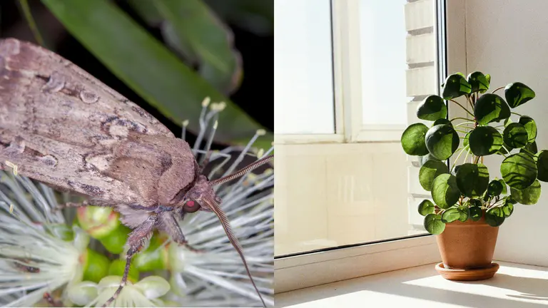 Bogong moths still getting in? Check the tiny gap most people miss