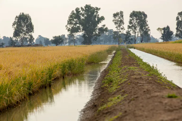 Murray Darling rice crop needs water assurance