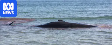 Sperm whale dies after stranding in Tasmania's north-west