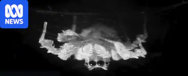 科学家拍摄到澳大利亚跳蛛类似快速眼动睡眠的画面