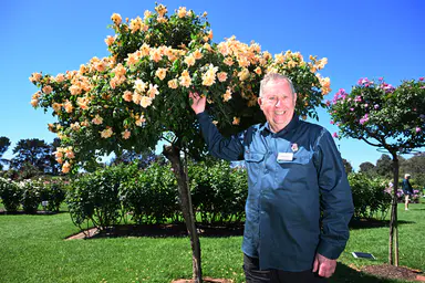 Forty years in bloom