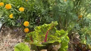 October in the garden