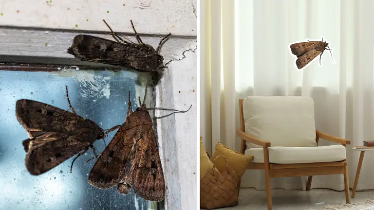 Are Bogong moths laying eggs in your house?