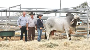 Maverick's price tag jets to $100,000 at Lancefield Brahmans Invitation Sale