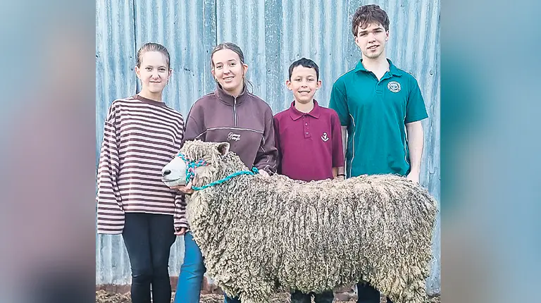 Champion ram at Camperdown