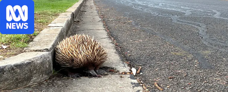 Suburban echidnas on the prowl as breeding season stretches late