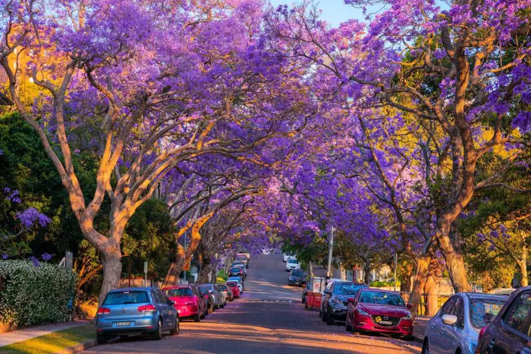 Road closures coming to Kirribilli for Jacaranda season
