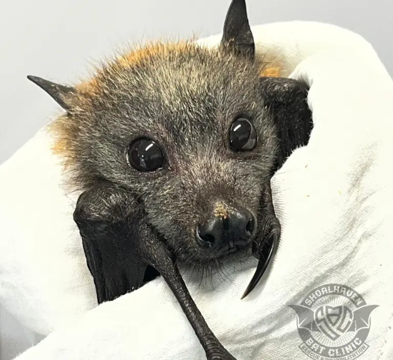Widespread baby bat deaths could worsen in coming weeks