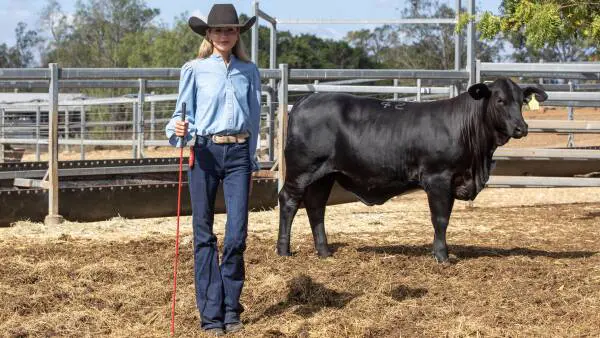 Truck delay can't stop NSW stud claiming top price at Rocky Brangus Sale