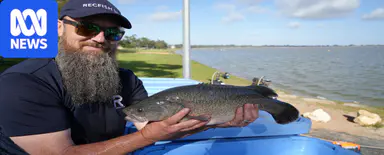 Back where they belong, Murray Cod bring new life to SA's Lake Bonney