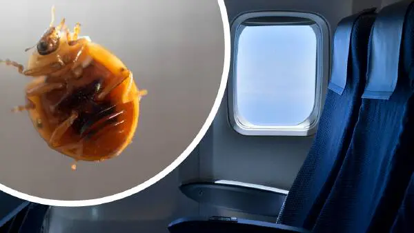 Bed bug outbreak on flight to Australia forces Qantas to ground plane
