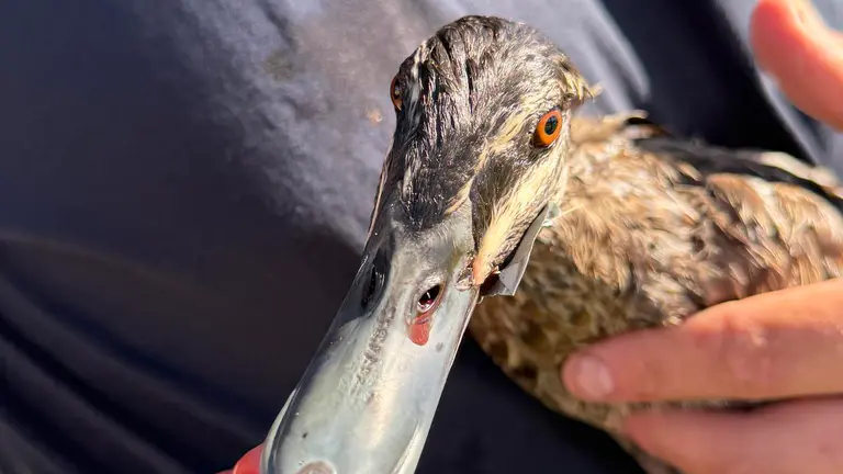 More wildlife becoming tangled in discarded fishing equipment increasing in Wanneroo