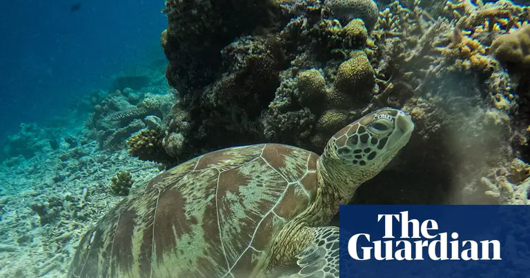 Morning Mail: Endangered turtles ‘at risk’ from gas drilling; Jacinda Ardern’s Sydney job; and Star Trek actor dies