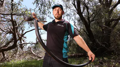 Snakes in WA: New study outlines top 10 snake spots as Perth Snake catcher Marcus Cosentino