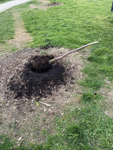 Tree vandalism bill tops $10,000