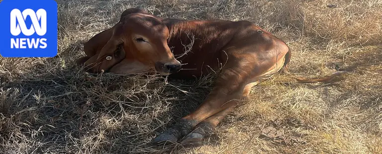 Graziers urged to vaccinate cattle as three-day sickness spreads