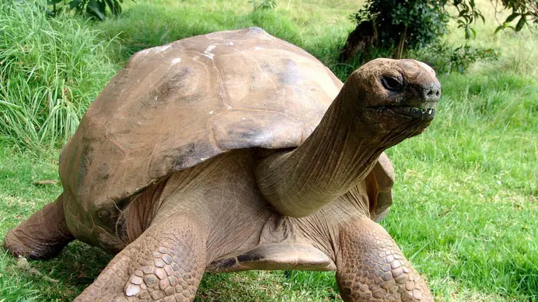 Old secrets: tortoise might hold clues to longer life