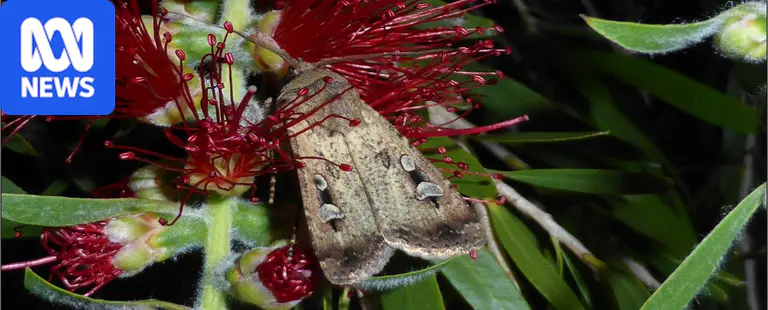 What to do if you're seeing more bogong moths around