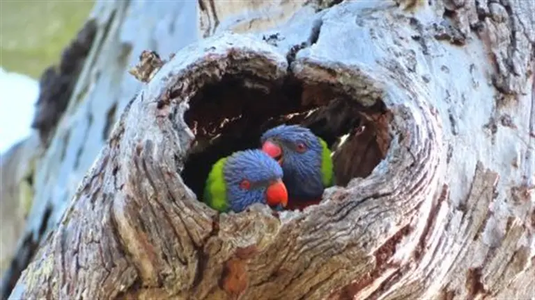 Bird bonanza to trigger fluttering frenzy