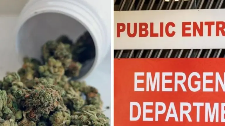 Cannabis psychosis hospital visits skyrocket by 49 per cent in Victoria