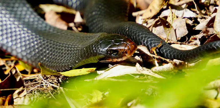 Deadly fungi are harming Australia’s wild reptiles. This is how to stop the spread