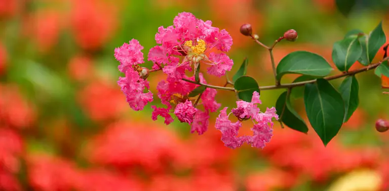 A botanist weighs in on our love-hate relationship with crepe myrtles