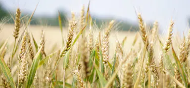 Wimmera Pulse Field Day（温默拉豆类田间日）