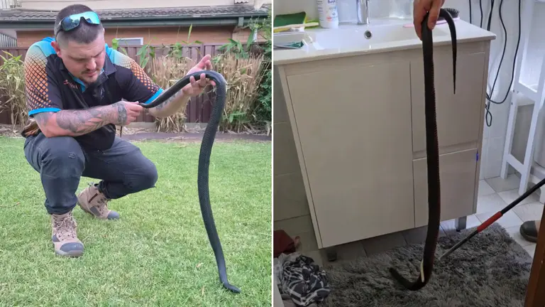 Warning after red-bellied black snake climbs out of Sydney family’s toilet