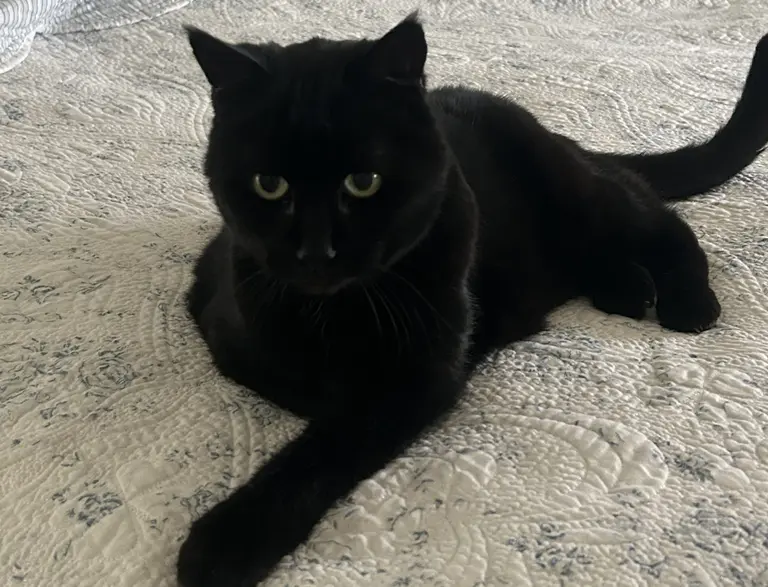 At 16, Molly finally finds her forever home