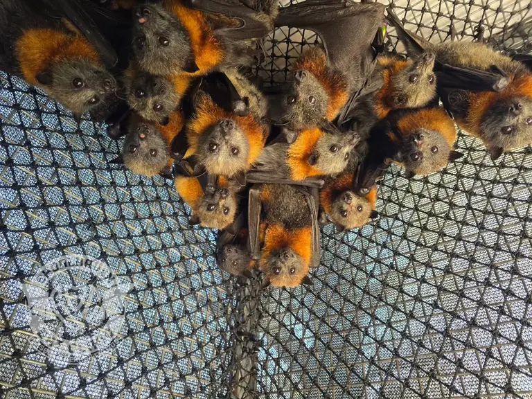 Bat carers sound alarm as 'entire generation' of grey-headed flying foxes at risk