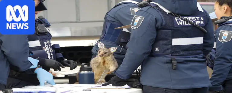 Antiques dealer fined for possessing hundreds of frozen, stuffed animals