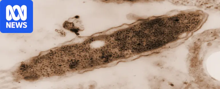 An 'accidental' pathogen has been causing deaths for 50 years