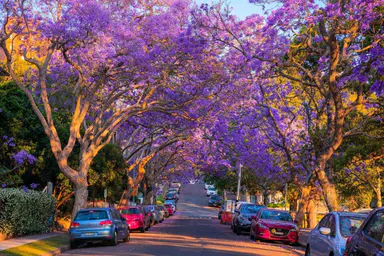 Road closures coming to Kirribilli for Jacaranda season