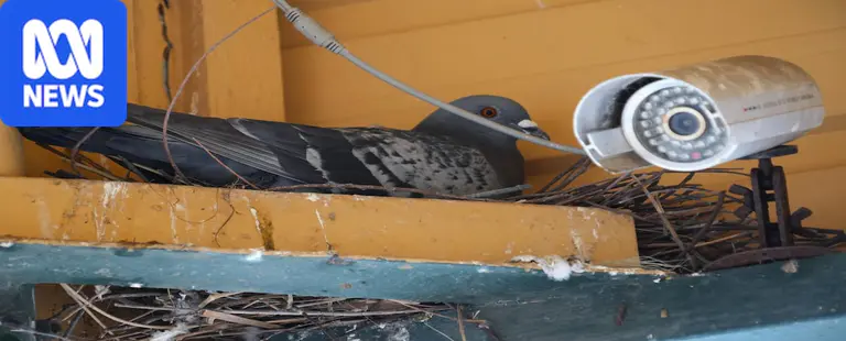 Small SA town's 'out of control' pigeon population