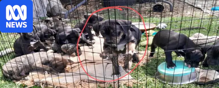 Couple jailed for torturing 14-week-old puppy to death