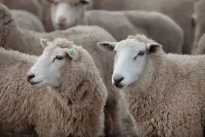 Thinking of ewe during record low