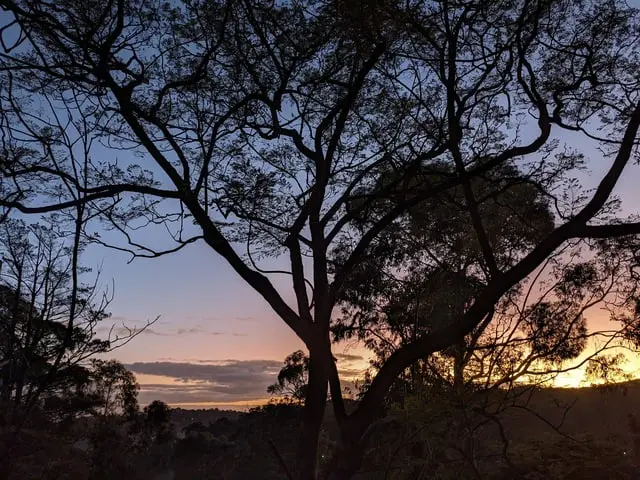 Help guide tree management