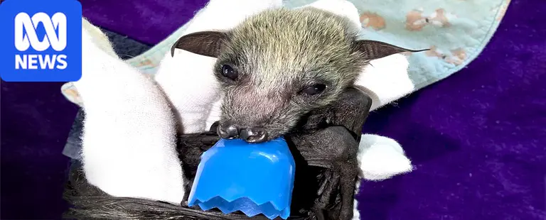 Baby flying foxes starving in numbers volunteers have never seen