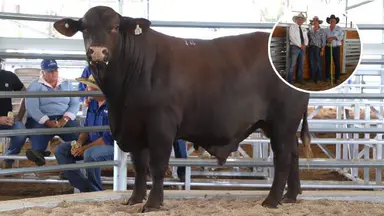 Gamble pays off for Drensmaine's wet Sunday Santa Gertrudis bull sale