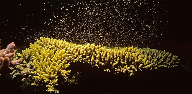 Spawning coral release quintillions of eggs each year: new research