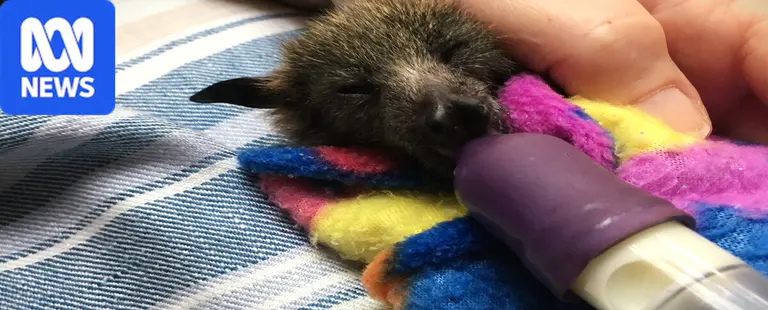 Widespread flying fox deaths a 'disaster' for forest ecosystems