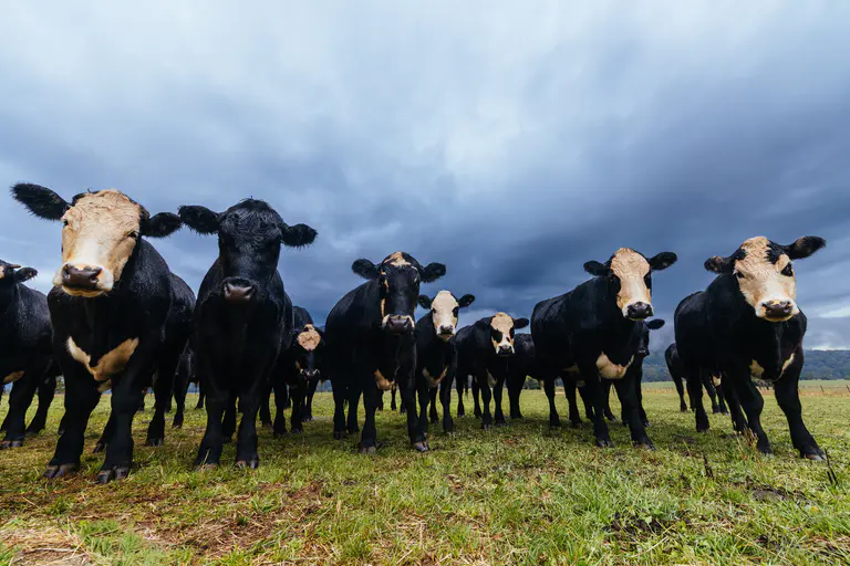 Beef body calls for experts