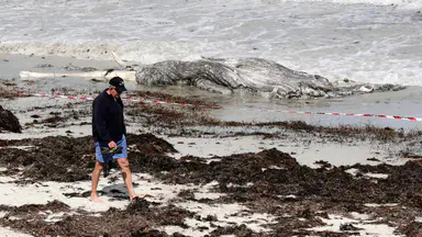 Whale carcass removed from Cottesloe beach after six-hour operation, beaches remain closed until tomorrow